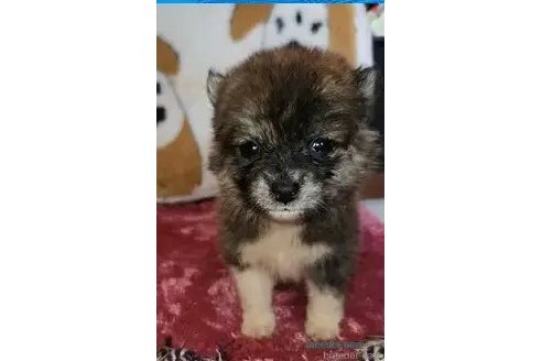 販売中の福岡県のミックス犬-345471の4枚目